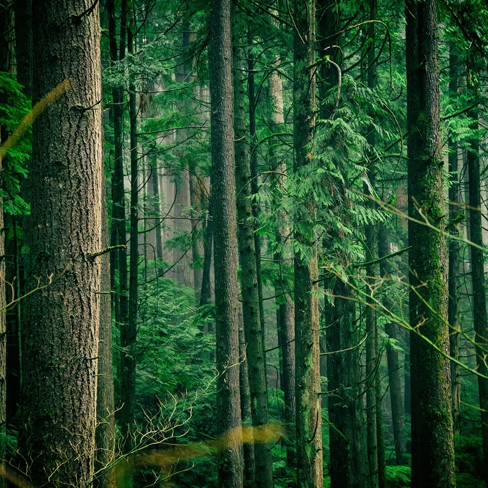 Forêt dense et verdoyante avec de grands arbres et des troncs recouverts de mousse dans un environnement naturel.