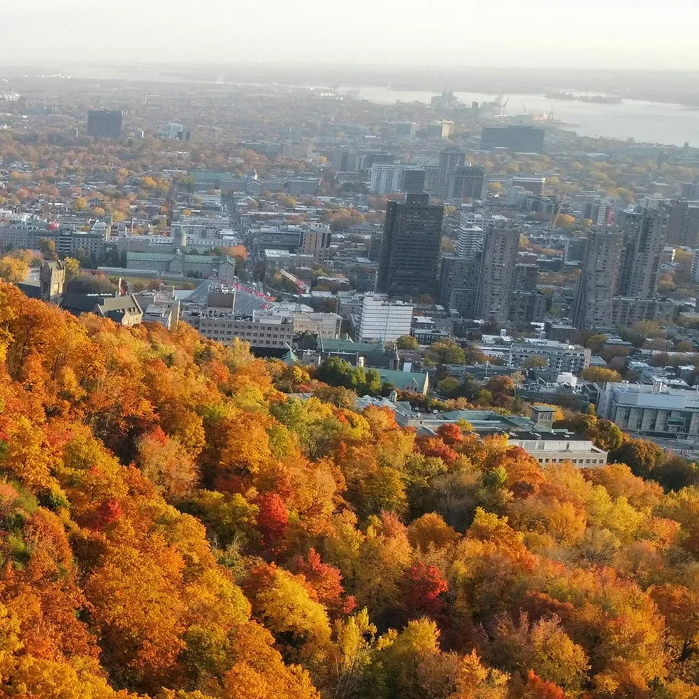Vue aérienne de l’horizon de Montréal entouré de feuillage automnal aux couleurs d’automne vibrantes.