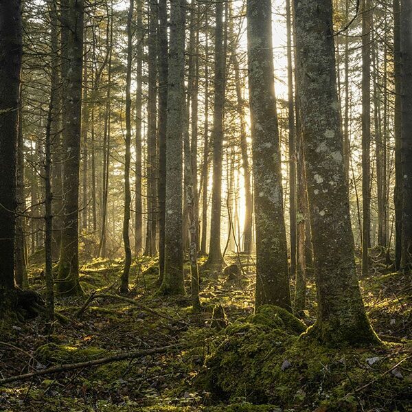 Lumière du soleil filtrant à travers de grands arbres dans une forêt dense avec un couvert végétal naturel au sol.